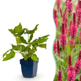 Green boutiQ - Vasteplant - Persicaria amplexicaulis - Duizendknoop - Schaduw - Rood - 3 Planten - Pot 11cm - Hoogte 15-25cm