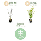 Green boutiQ - Terrasplant - Japanse Esdoorn - Acer palmatum Jordan - Geel - 1 Plant - Bladverliezend - Pot 19cm Hoogte 70cm