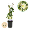 Green boutiQ - Passiebloem - Passiflora Avalanche- BloemWit- Weinig onderhoud - 2 planten - Pot 11cm Hoogte 40cm