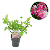 Green boutiQ - Pluim Hortensia - Hydrangea panniculata Pink Diamond - Bloem Wit Roze- 1 Plant - Bladverliezend - Grote Bloemen - Pot 17cm Hoogte 50cm