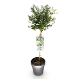 Green boutiQ - Plant op Stam - Ceanothus thyrsiflorus Repens - Terras Plant - Bladhoudend - Winterhard - Paarse Bloem - Pot 19cm Hoogte 90cm