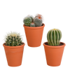 Bolcactus mix 8,5 cm | 3 stuks - in terracotta pot