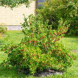 Green boutiQ - Fruitplant - Kruisbes - Ribes uva-crispaHinnomäki Röd - Rode Bes - 2 planten -Pot 11cm Hoogte 40cm