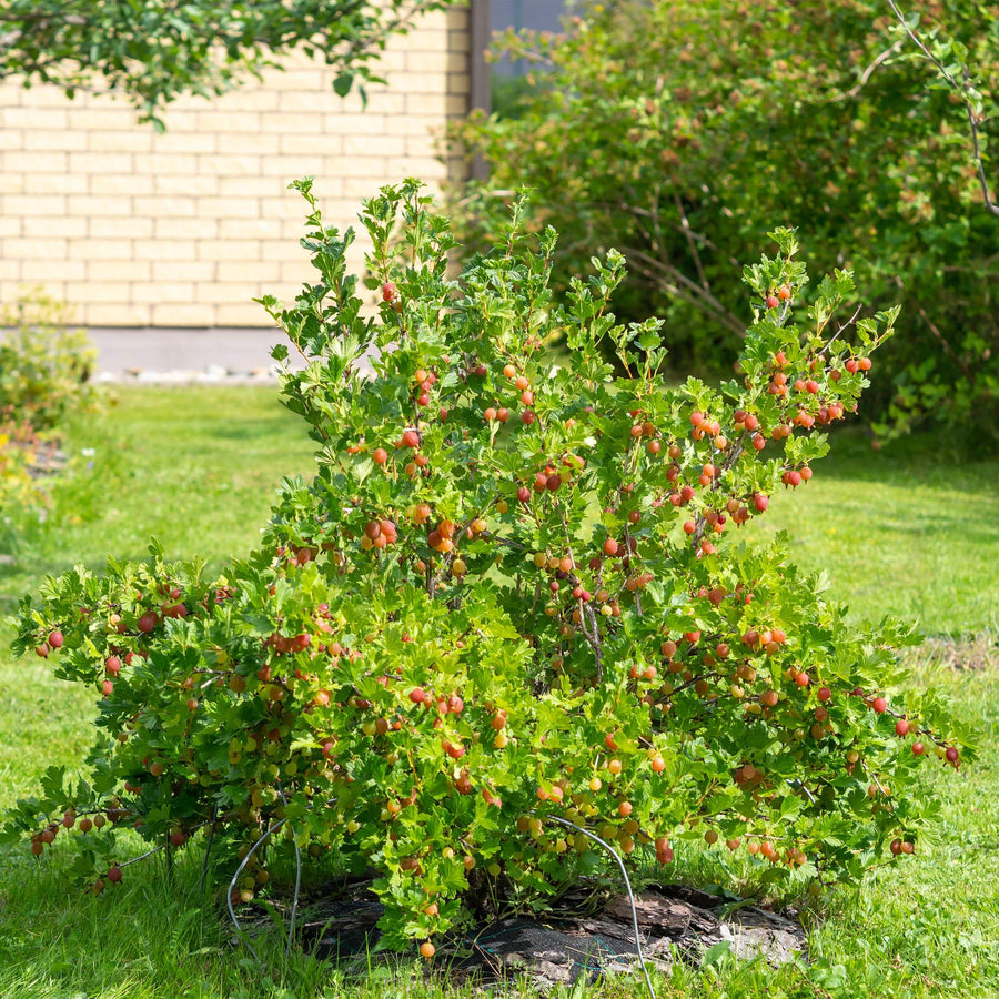 Ribes uva – 2 planten · 40 cm hoog · Kruisbes crispa Hinnomäki (foto 5)