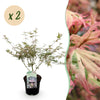 Green boutiQ - Terrasplant - Japanse Esdoorn - Acer palmatum Iyoshi - Roze - 2 Planten - Bladverliezend - Pot 19cm Hoogte 70cm