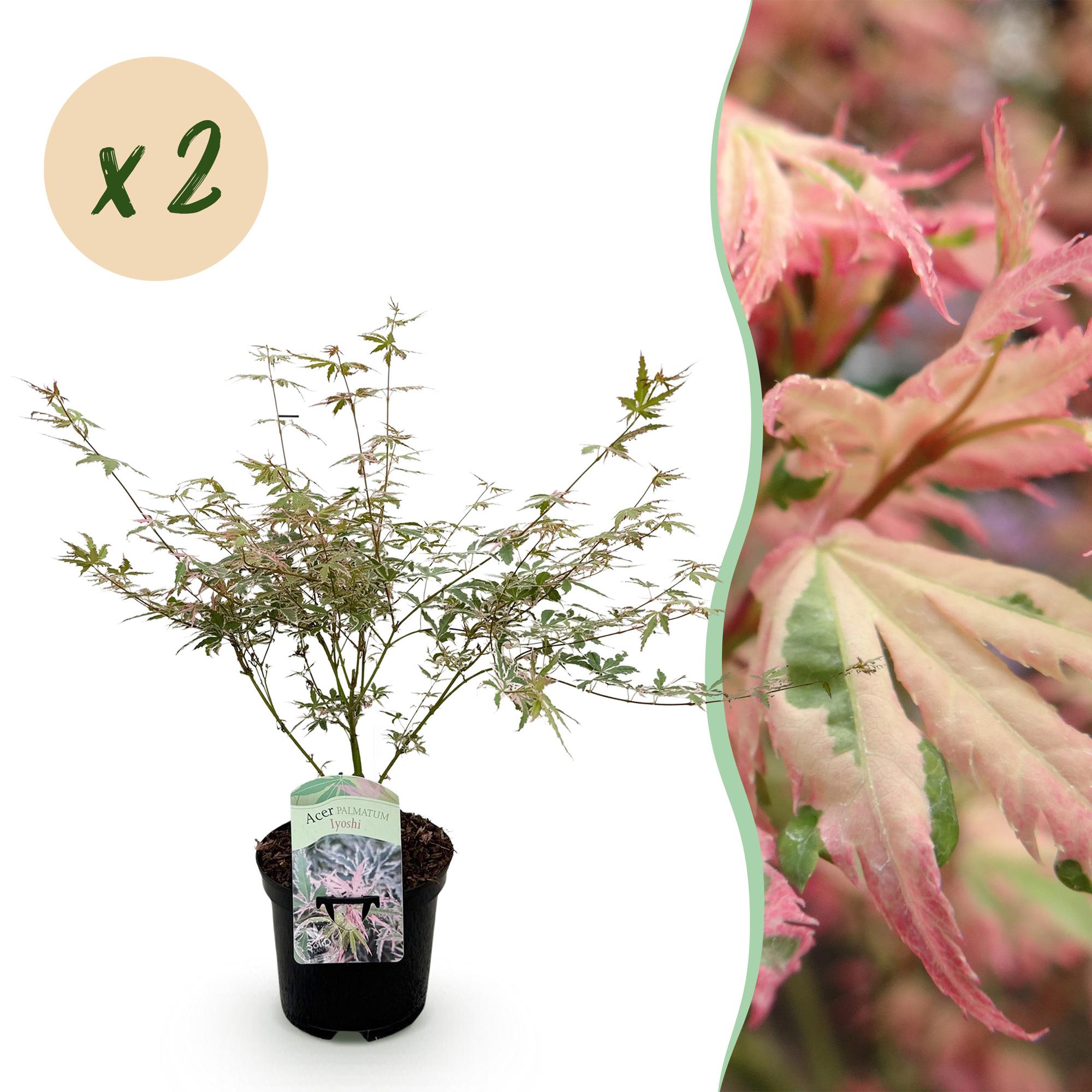Green boutiQ - Terrasplant - Japanse Esdoorn - Acer palmatum Iyoshi - Roze - 2 Planten - Bladverliezend - Pot 19cm Hoogte 70cm