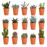 Cactus en vetplanten mix 5.5 cm | 15 stuks - in terracotta pot