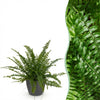 Green boutiQ - Kamerplant - Nephrolepsis exaltata Green Lady - Varen - Huisdiervriendelijke Plant - Groen - 1 Plant - met Potter Grijs - Pot 12cm - Hoogte 25cm