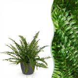 Green boutiQ - Kamerplant - Nephrolepsis exaltata Green Lady - Varen - Huisdiervriendelijke Plant - Groen - 1 Plant - met Potter Grijs - Pot 12cm - Hoogte 25cm