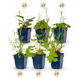 Green boutiQ - Borderpakket - Bijen en Vlinderlokkend - 24 Vaste planten - 3 m2 - Diversen kleuren - Weinig Onderhoud - Pot 11cm