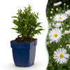 Green boutiQ - Vasteplant - Aster (D) Schneekissen - Zeeaster - Bijen en Vlinderlokkers - Wit - 1 Plant - Pot 11cm - Hoogte 15-25cm