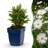Green boutiQ - Vasteplant - Aster (D) Schneekissen - Zeeaster - Bijen en Vlinderlokkers - Wit - 1 Plant - Pot 11cm - Hoogte 15-25cm