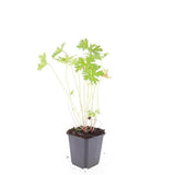 48x Geranium 'Johnson's Blue' - ↕10-25cm - Ø9cm