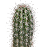Pachycereus pringlei - 17cm - zonder pot