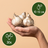30x Allium Purple - White Mix - Sierui paars-wit mengsel - Paars en Wit - Zomerbloeier - Bolmaat 10/12