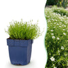 Green boutiQ - Vasteplant - Sagina subulata - Vetmuur - RotsPlant - Wit - 1 Plant - Pot 11cm - Hoogte 15-25cm