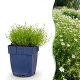 Green boutiQ - Vasteplant - Sagina subulata - Vetmuur - RotsPlant - Wit - 1 Plant - Pot 11cm - Hoogte 15-25cm