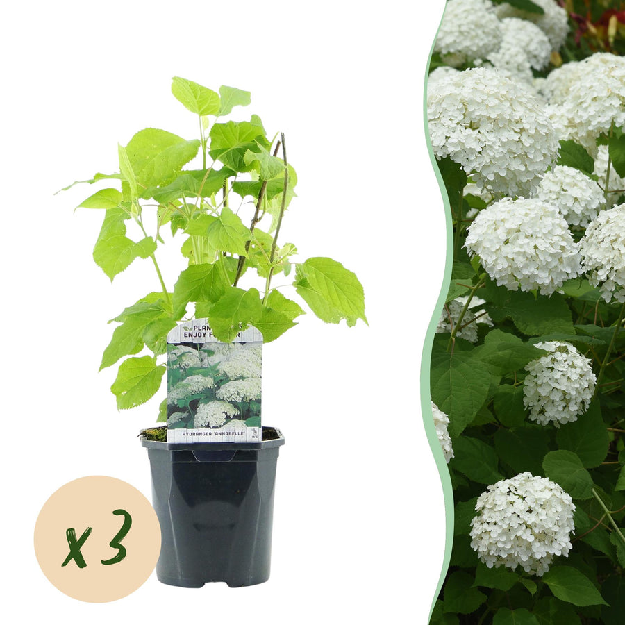 Hydrangea arborescens Annabelle – 3 planten · 50 cm hoog