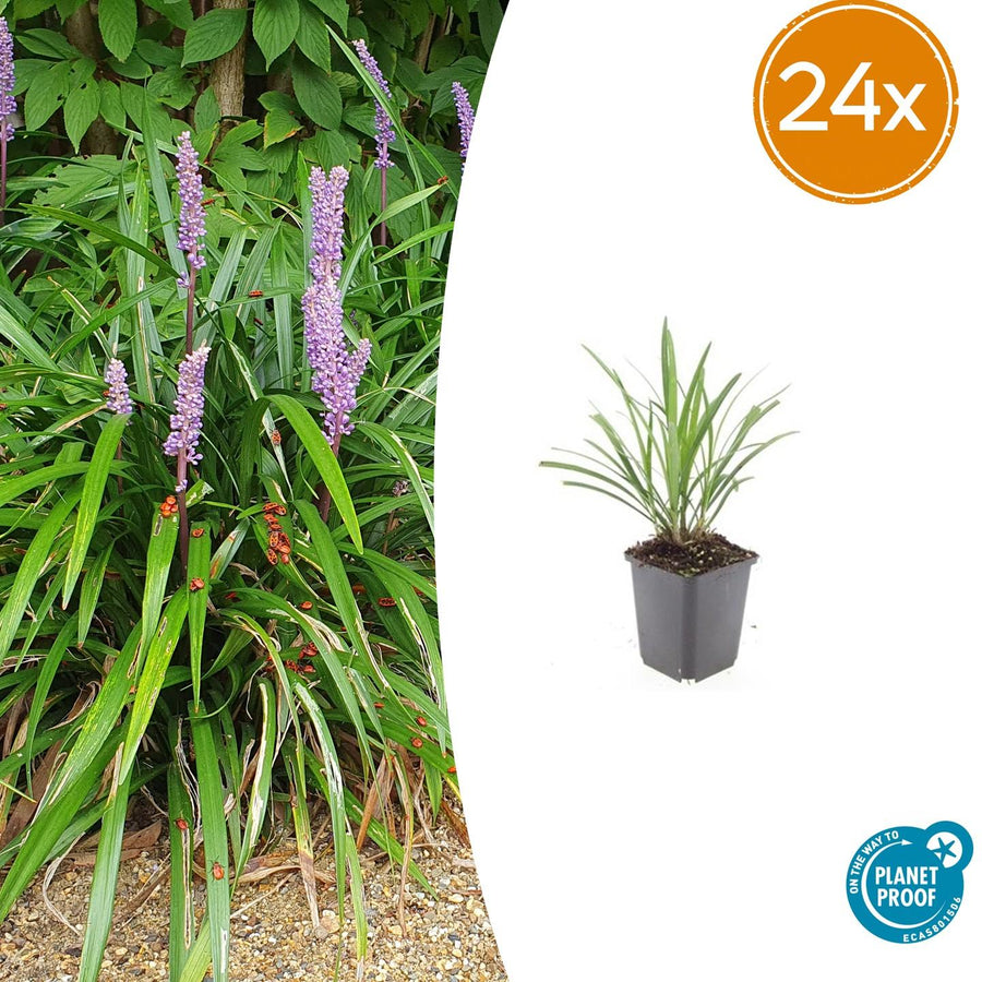 Liriope muscari 'Ingwersen' – 24 planten · pot Ø9 cm · 10-25 cm hoog