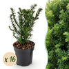 Green boutiQ - 16x Taxus baccata - Venijnboom - Haagplanten - Groenblijvend - Groen - Pot 9cm - Hoogte 20-30cm