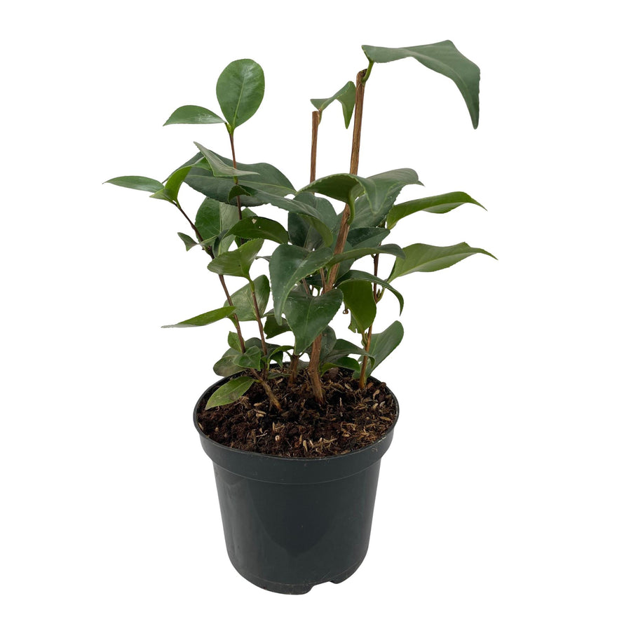 Camelia japonica Tricolour – 30 cm hoog (foto 2)