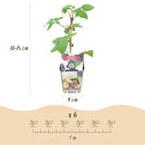 Green boutiQ - Fruitplanten - Braam - Rubus Black Satin - Winterhard - 3 Planten - Pot 9 cm - Zwarte Braam