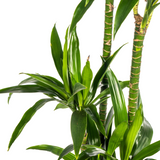 Dracaena Deremensis Lisa Ø24cm - ↕130 - 150cm