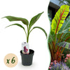 Green boutiQ - Fruitplant - Bananen plant - Musa sikkemensis Red Tiger - Winterhard - 6 planten - Pot 12cm Hoogte 30cm