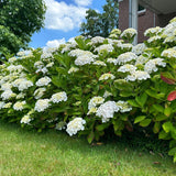 Green boutiQ - Hortensia - Hydrangea macrophylla Wit - Bloem Wit - 3 Planten - 1 m2 - Bladverliezend - Weinig Onderhoud - Pot 17cm Hoogte 30cm