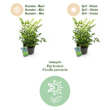 Green boutiQ - Tuinplant - Nandina Lemon & Lime - Geel - 2 Planten - Groenblijvend - Weinig Onderhoud - Pot 17cm Hoogte 45cm