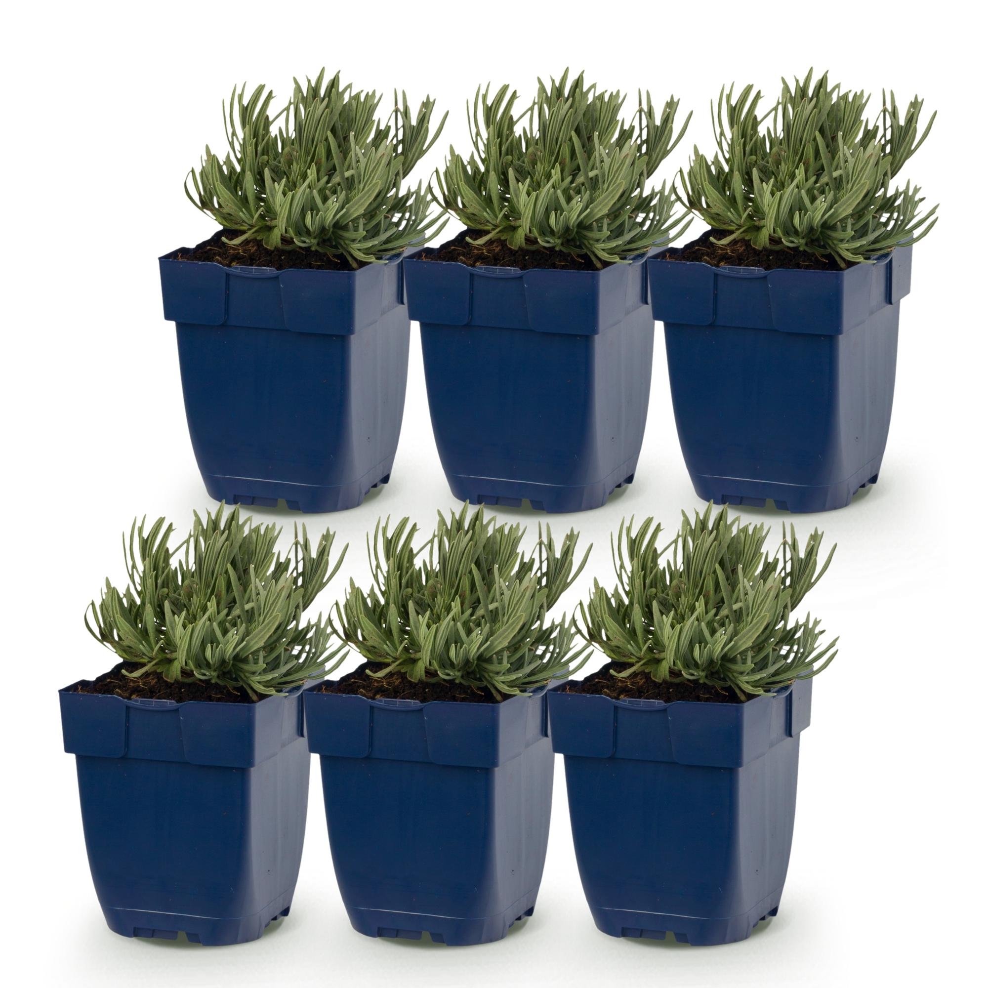 Green boutiQ - Vasteplant - Lavandula ang. Rosea - Lavendel - Geurend - Roze - 6 Planten - Pot 11cm - Hoogte 15-25cm