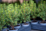6x Mini-kerstboom - ↑15-20 cm - Ø 6 cm Picea Glauca Perfecta