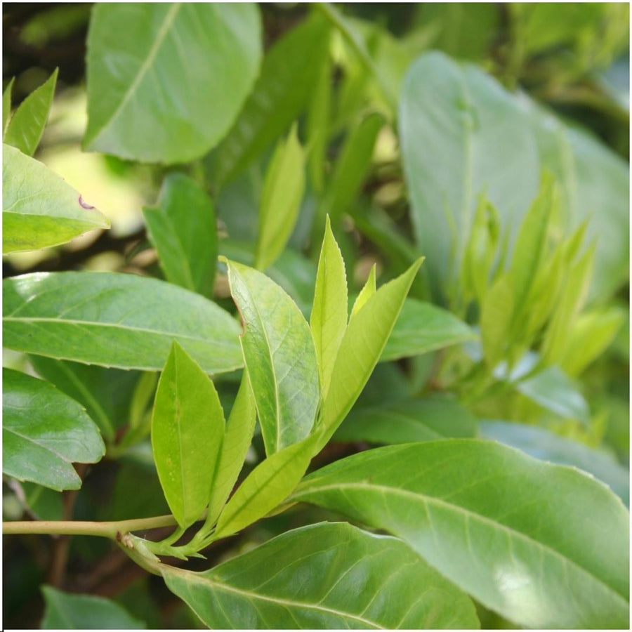 Prunus laurocerasus 'Novita' — Laurierkershaag, 6 planten (1 strekkende meter)