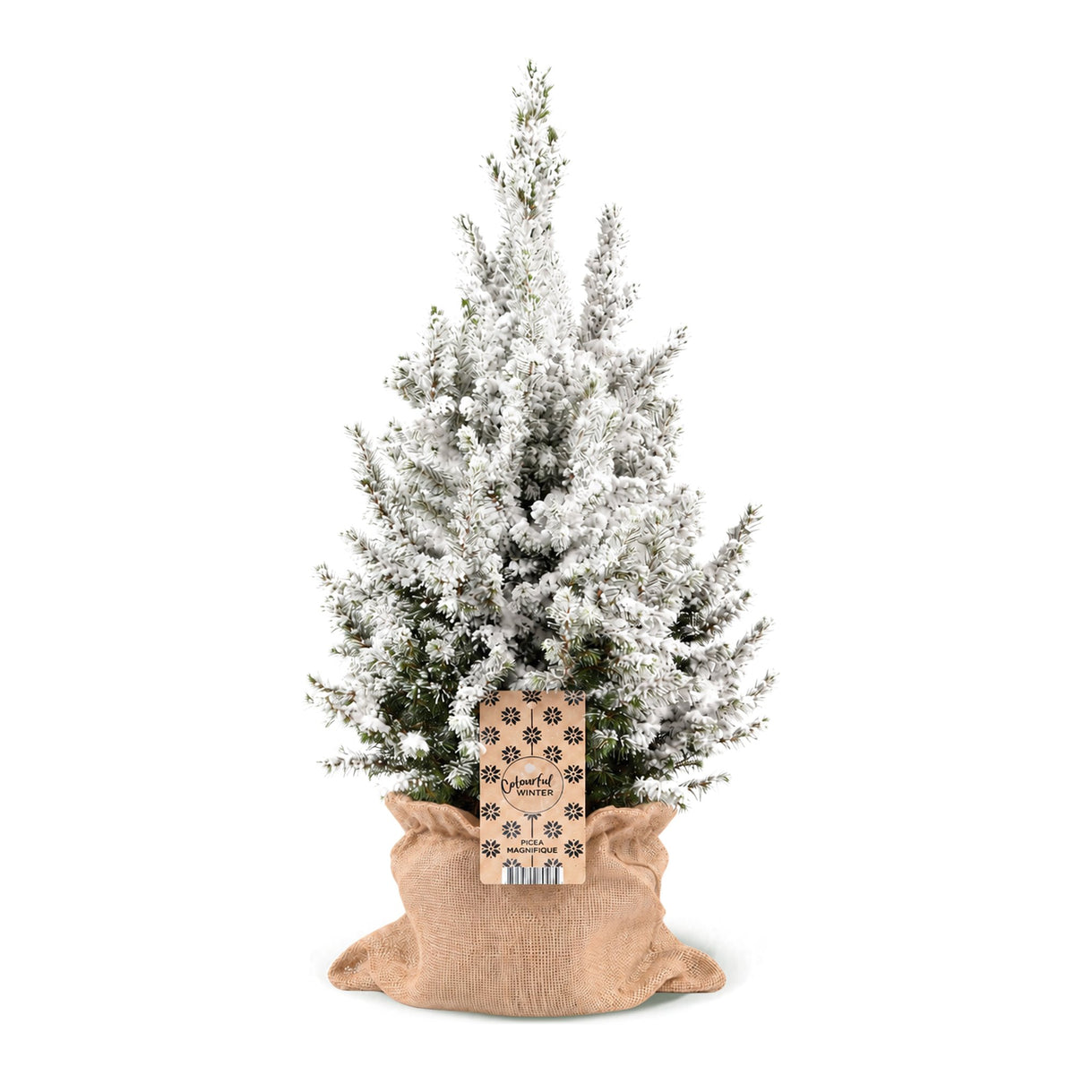 Kegelspar kerstboom besneeuwd — Ø19 cm, 65 cm hoog — met jute zak