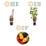 Green boutiQ - Fruitplant - Ribes-Rubes Mix - Tricolour - Winterhard - Rode Bes - Zwarte Braam - Gele Framboos - 3 Planten - Pot 15cm - Hoogte 50cm