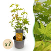 Green boutiQ - Tuinplant - Acer palmatum Orange Dream - Oranje - 3 Planten - Bladverliezend - Weinig Onderhoud - Pot 12cm Hoogte 35cm