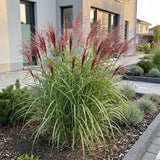 Green boutiQ - Grassen - Miscanthus sin. Red Chief - Pampusgras - Met Pluim - Groen - 24 Planten - Pot 11cm - Hoogte 15-25cm