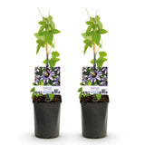 Green boutiQ - Passiebloem - Passiflora Damsels Delight- Bloem Paars met Wit - Weinig onderhoud - 2 planten - Pot 11cm Hoogte 40cm