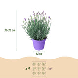 Green boutiQ - Tuinplant - Lavandula angustifolia Munstead - Lavendel - Winterhard - Paars - 1 Plant - Pot 12cm - Hoogte 15-25cm