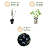Green boutiQ - Fruitplanten - Jostabes - Ribes Jostabes - Winterhard - 3 Planten - Pot 9 cm - Zwarte Bes