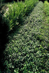 48x Euonymus fort. 'Dart's Blanket' - ↕10-25cm - Ø9cm