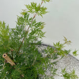 Green boutiQ - Terrasplant - Japanse Esdoorn - Acer palmatum Emerald Lace - Groen - 1 Plant - Bladverliezend - Pot 19cm Hoogte 70cm