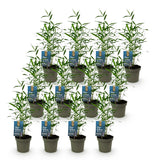 Green boutiQ - Bamboe - Fargesia Blue Dragon - Bladhoudend - Niet Woekerend - Groen - 12 Planten - Pot 14cm - Hoogte 35cm