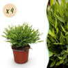 Green boutiQ - Kamerplant - Bamusa Pogonatherum Monica - Bamboegras - Huisdiervriendelijk - Groen - 4 Planten - Pot 12cm - Hoogte 30-35cm