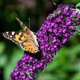 Green boutiQ - Tuinplant - Buddleja davidii Black Night - Vlinderstruik - Winterhard - Paars - 1 Plant - Pot 17cm - Hoogte 45cm