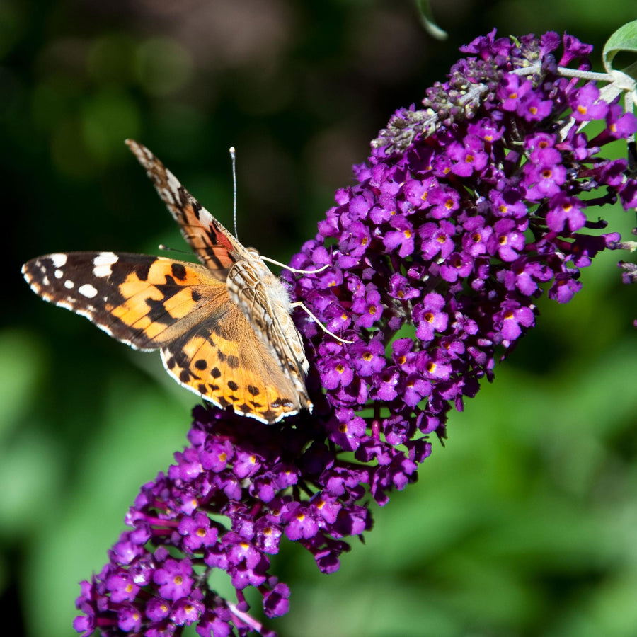 Buddleja davidii Black Night – 45 cm hoog (foto 5)