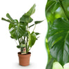 Green BoutiQ - Green is... Kamerplanten - Monstera Deliciosa - Gatenplant - Weinig onderhoud - Groen - 1 Plant - Pot 21cm - Hoogte 70-80cm