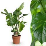 Green BoutiQ - Green is... Kamerplanten - Monstera Deliciosa - Gatenplant - Weinig onderhoud - Groen - 1 Plant - Pot 21cm - Hoogte 70-80cm