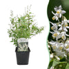 Green boutiQ - Heesters -Deutzia Gracilis - Bloem Wit - 1 Plant - Bladverliezend - Weinig Onderhoud - Pot 17cm Hoogte 45cm