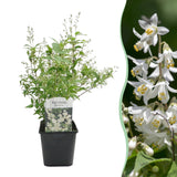 Green boutiQ - Heesters -Deutzia Gracilis - Bloem Wit - 1 Plant - Bladverliezend - Weinig Onderhoud - Pot 17cm Hoogte 45cm